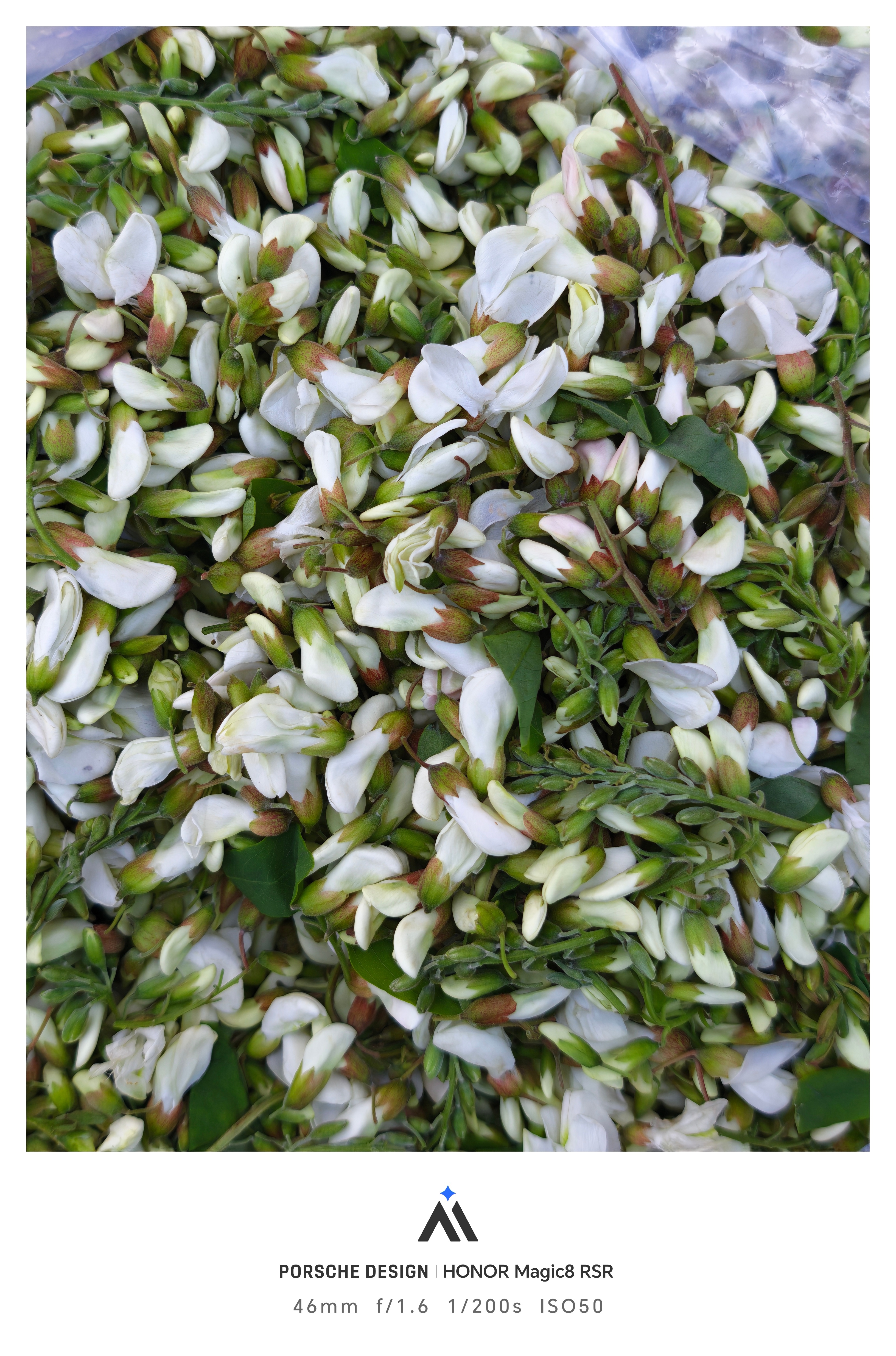 听说这个花儿炒鸡蛋特香。 