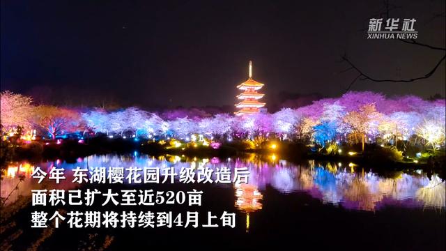 油菜花|武汉最美樱花季浪漫开启！东湖夜樱升级开放，美得超出你想象
