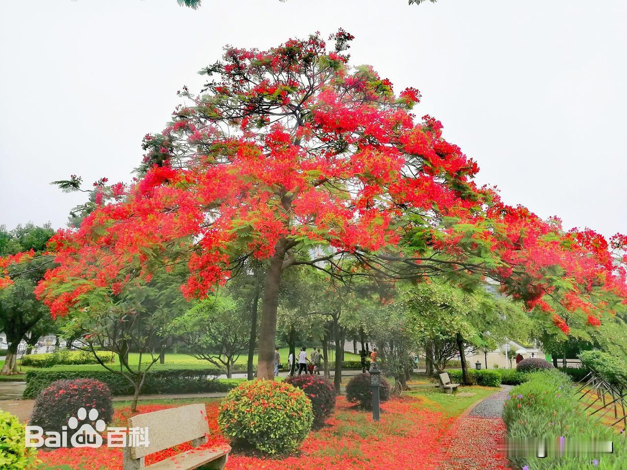 凤凰木（Delonix regia (Bojer) Raf.) ，别名火树、红花