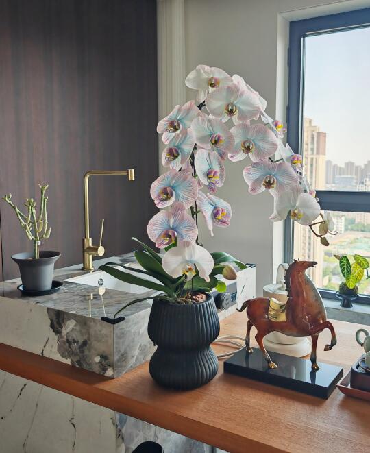 种草了青花瓷蝴蝶兰｜马卡龙🦋