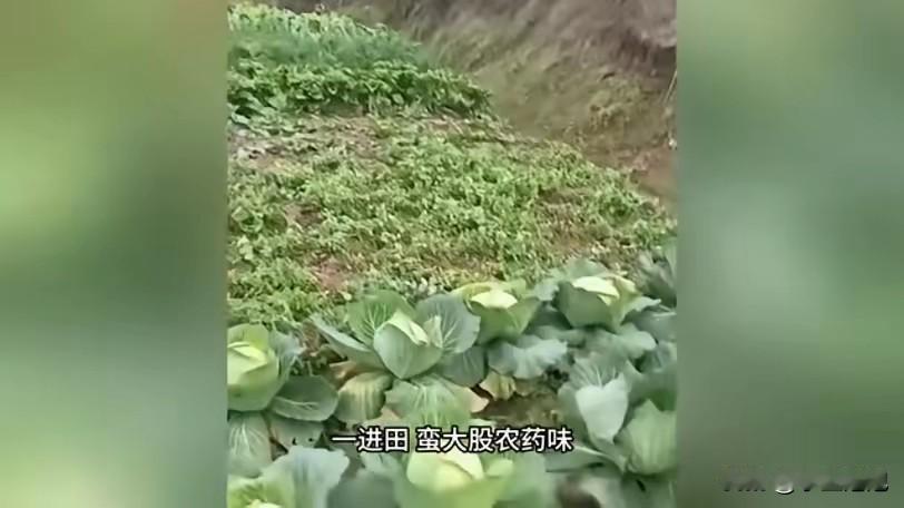 “严查到底！”12月15日，四川达州，一女子到自家菜地摘菜时，闻到一股强烈的农药