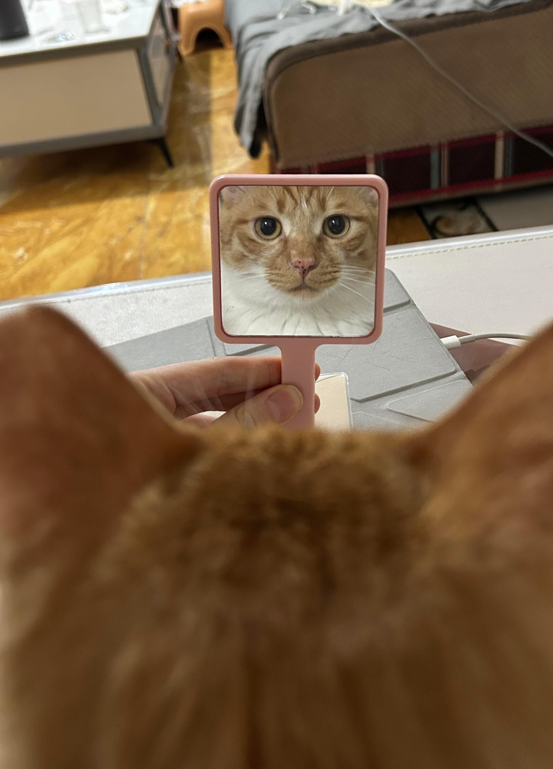 早喵，这学非上不可吗 