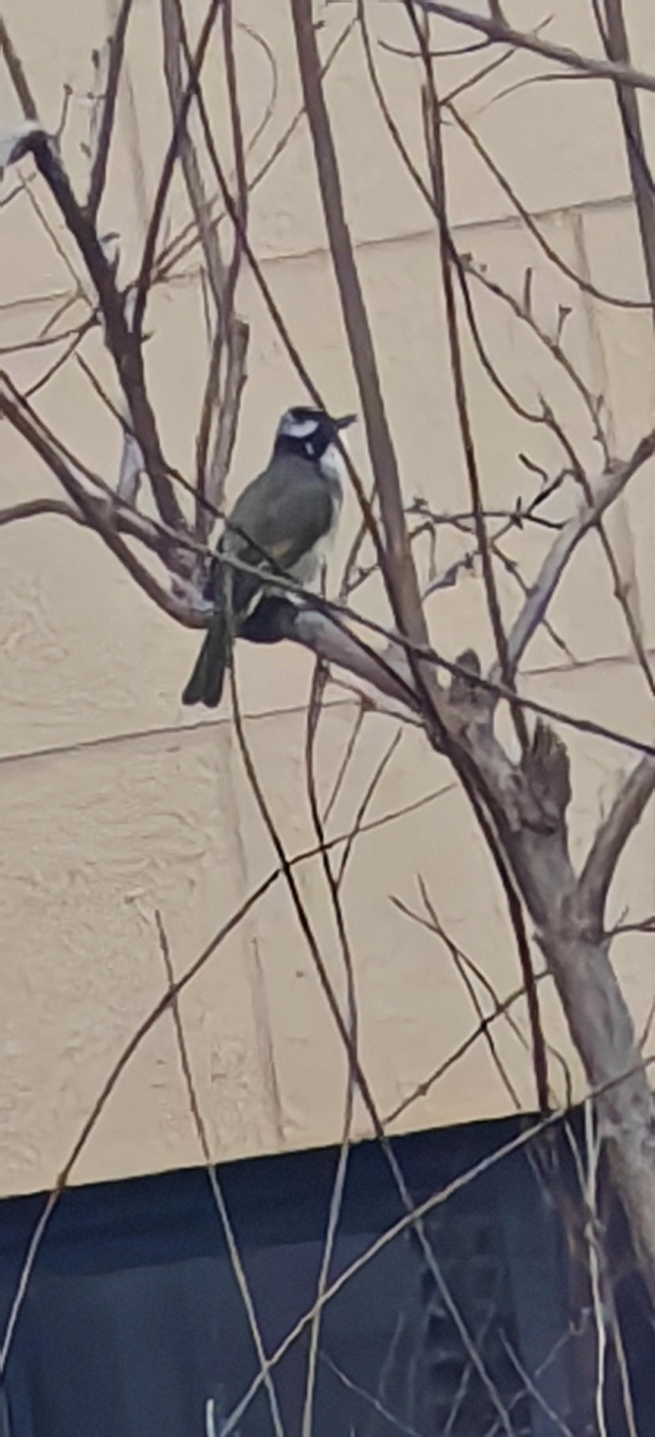 小区的树木，有一只白头翁，更加生动