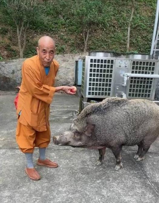 “万物有灵！”广东，一只小野猪在山上活动时，后脚不小心被猎兽夹夹伤，没想到它拖着