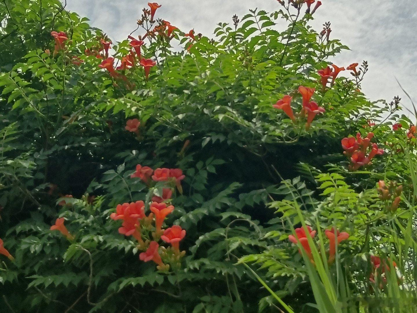 手机摄影 有花盛开天气不错走一走美好迎面而来 