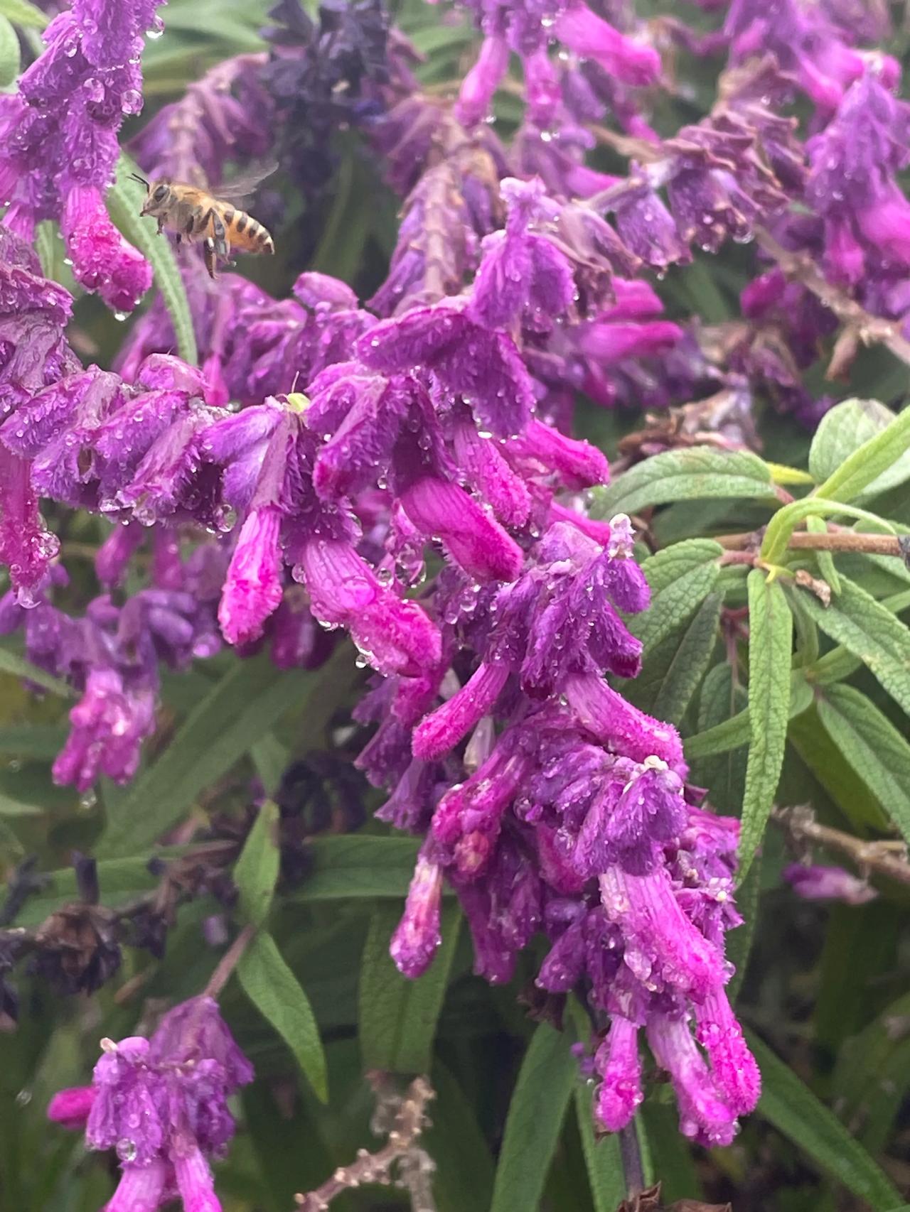 
秋雨后的花朵，如同刚刚经历过一场轻柔的瑜伽，散发着宁静与优雅的气息，它们犹如大