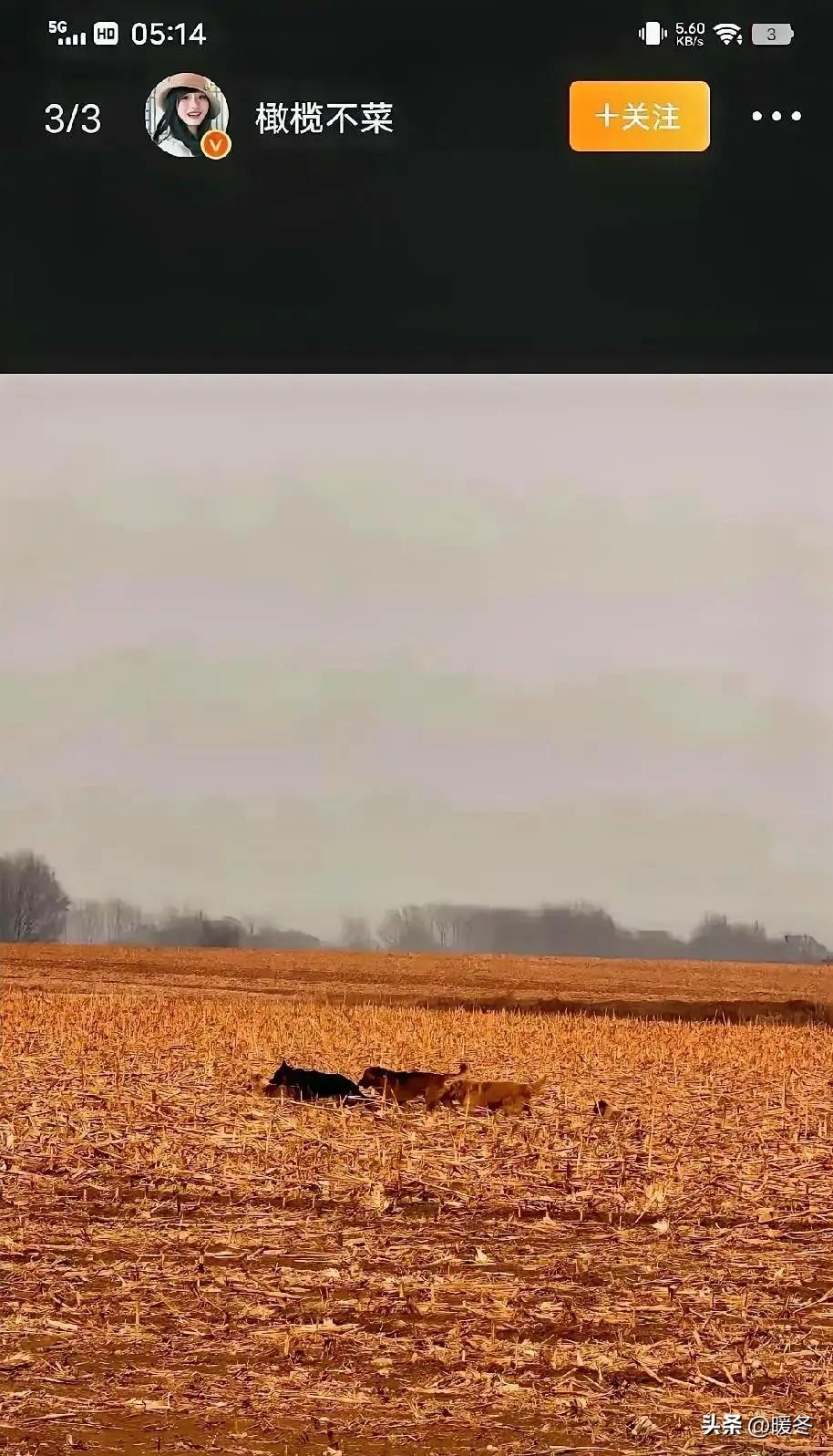 你敢信吗？七条土狗被扔高速，愣是走了17公里，挨个回了家！
 
我琢磨着这事越想