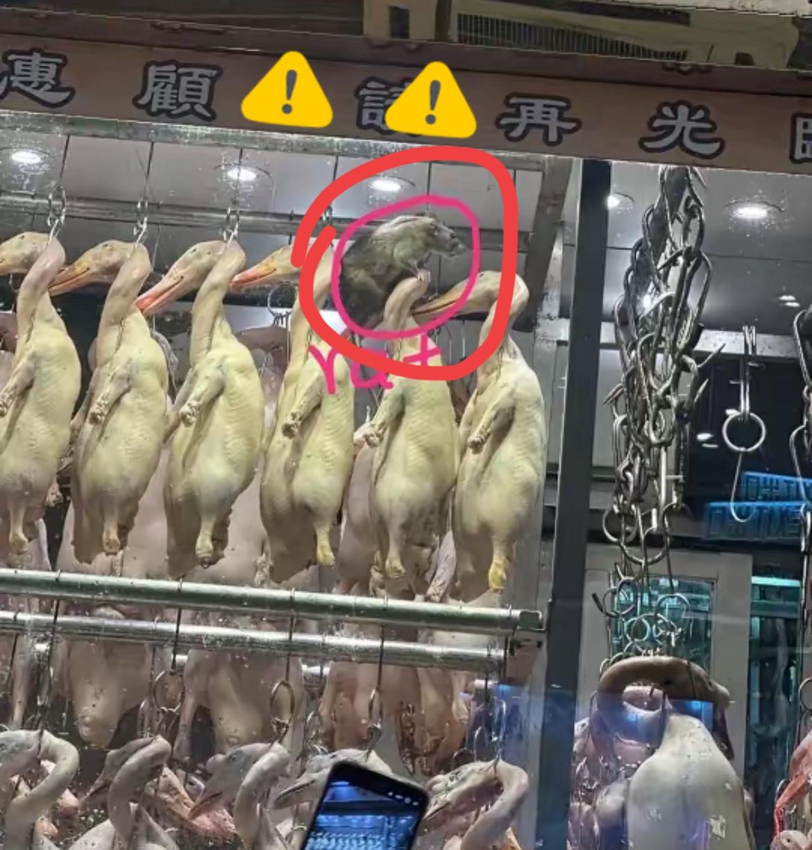 都说南方蟑螂大，没想到老鼠也这么“离谱”！最近香港一家烧腊店的老鼠照片爆火，那体