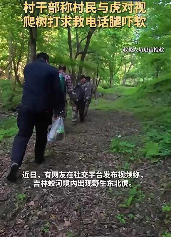 “最担心的事情还是发生了！”吉林蛟河市，一村民上山采山菜时，迎面撞见一只野生东北