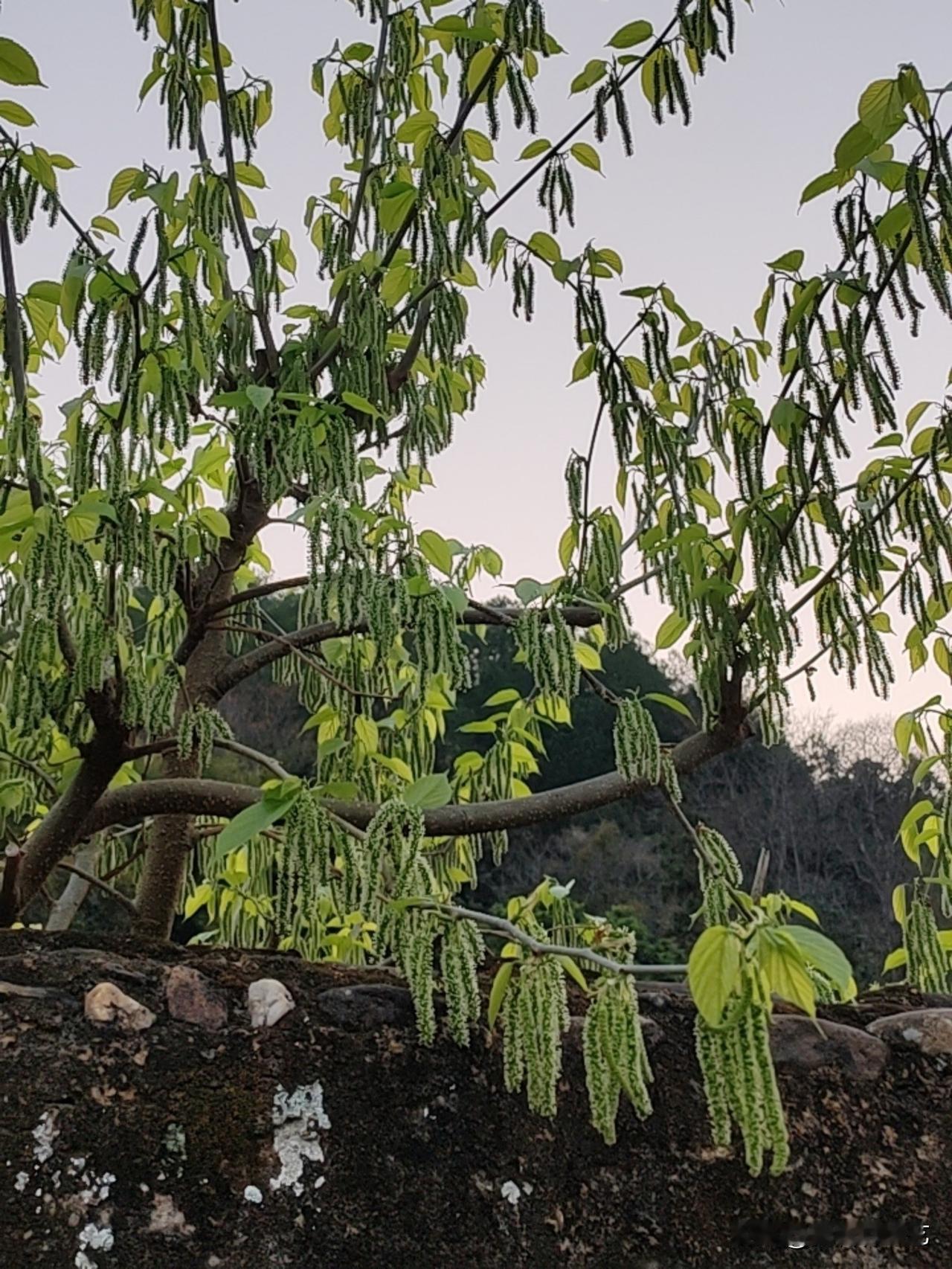 今年冬天的不同枝桠垂着串状的绿穗，嫩叶青润裹着柔光，风过便晃出细碎的影。矮墙沾着