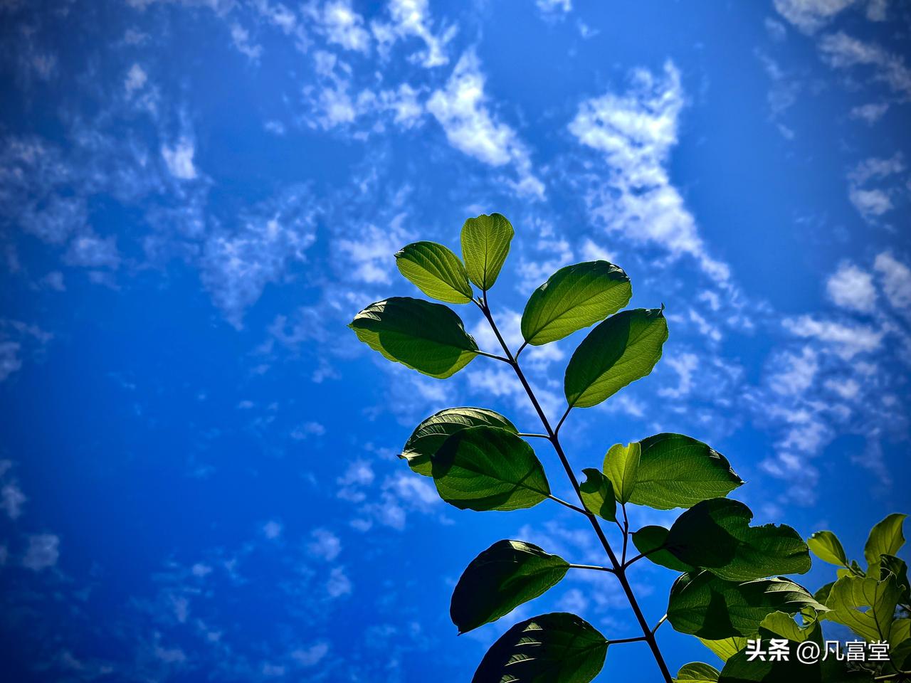 空灵的白云
        （原创）


我听见夏日的长风
穿过无垠的旷野
将辽