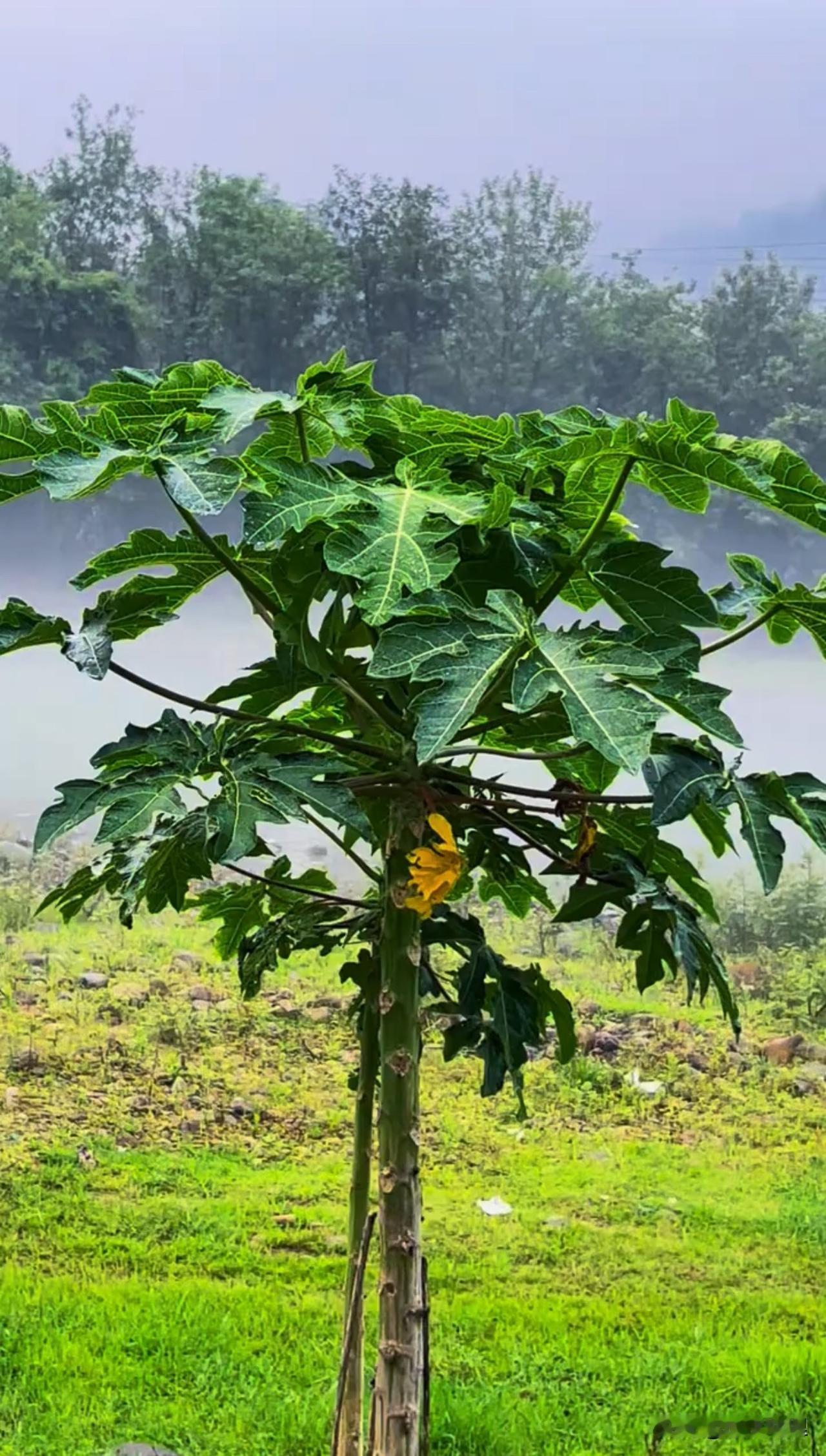 晒图笔记大赛「雨后的木瓜树，叶片上还带着水珠，绿意盎然」