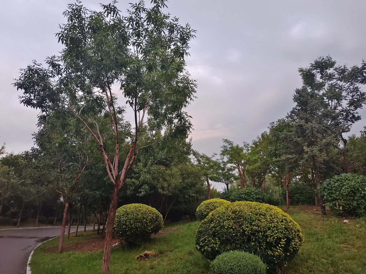 连着下雨，呼和浩特印象中还没这样下过。今年下半年呼市雨水频繁，气候很湿润，整个内