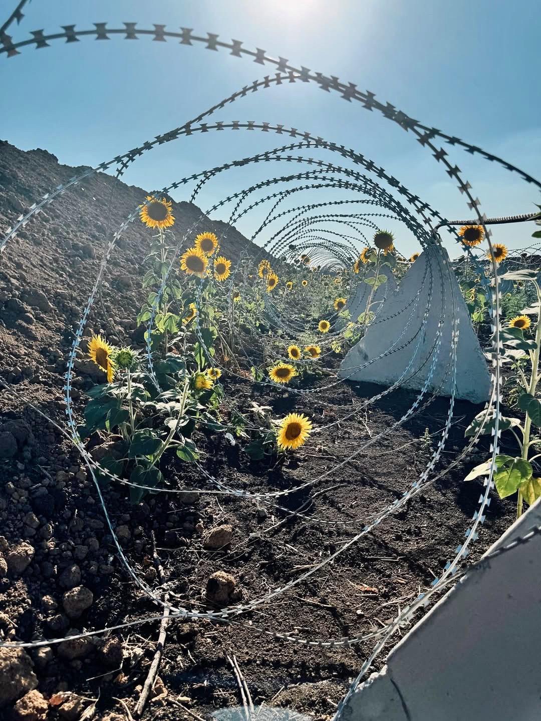 “你看这花，长在了不该长的地方。”