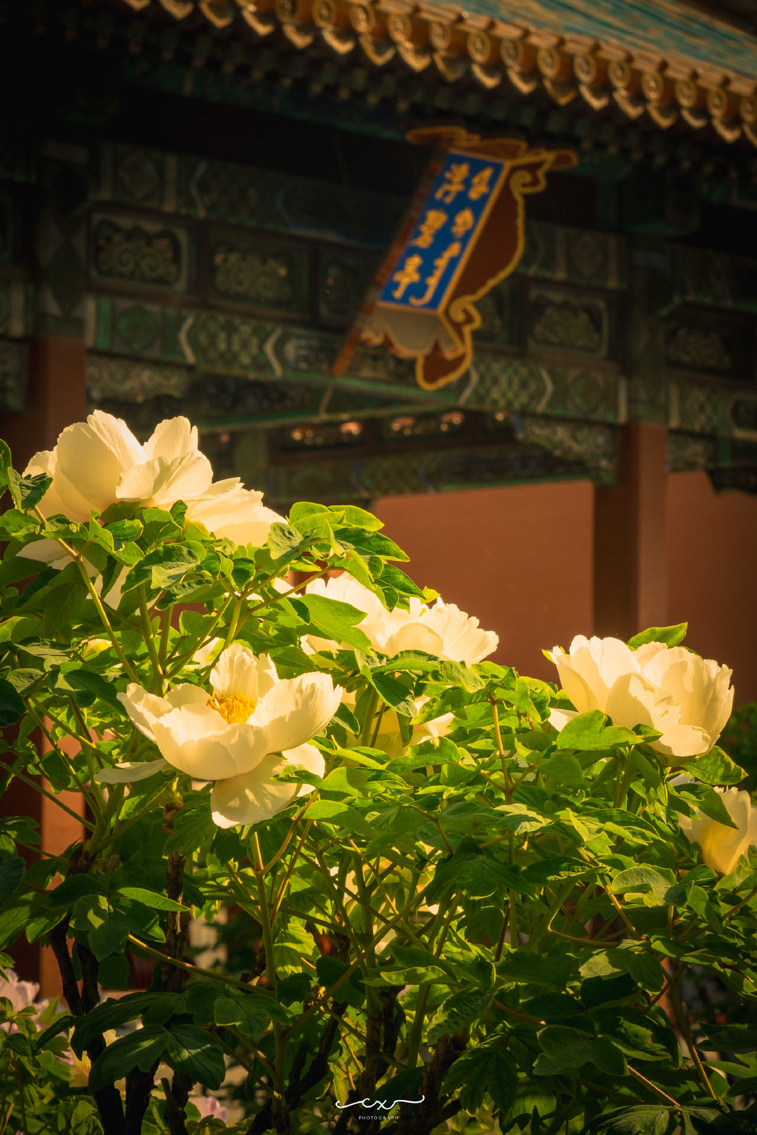 紫禁城，牡丹花。📍北京故宫 • 御花园摄影​​​