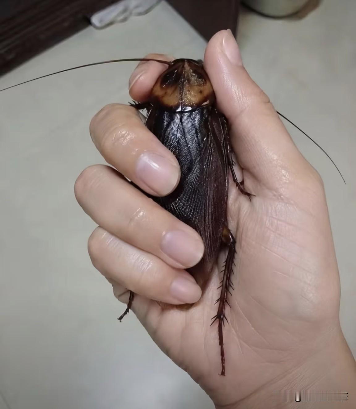 我抓到了一只蝉，是不是就抓到了整个夏天！