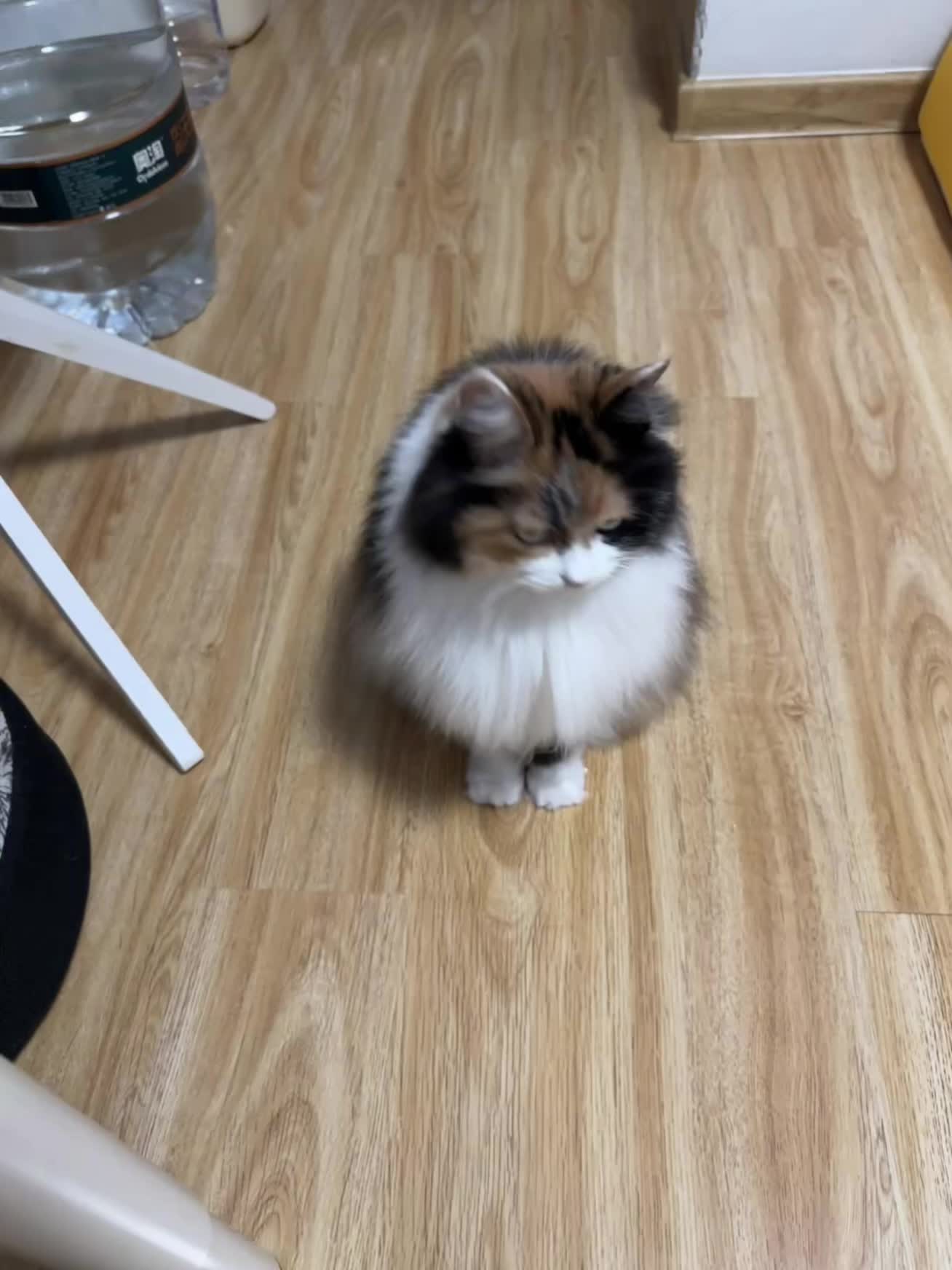 铲屎官的乐趣 我和我的猫们 治愈猫咪 记录猫咪日常 毛孩子的日常