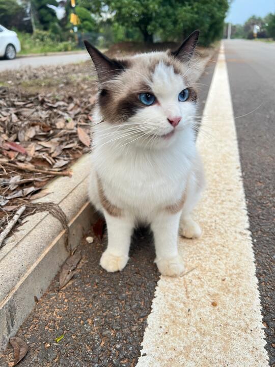 武汉江夏花博园有没有丢猫啊