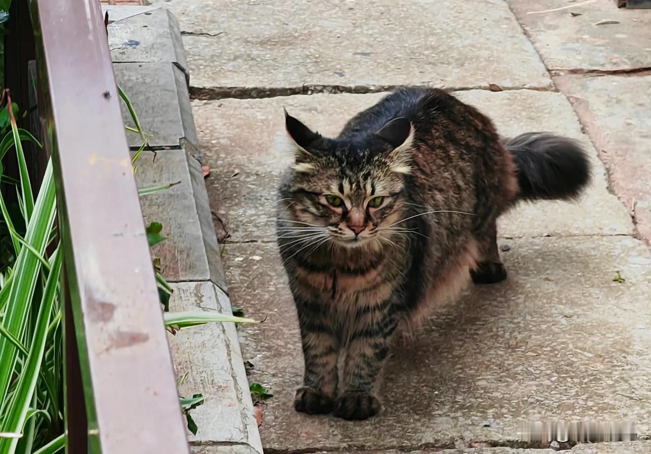 前天在路上，偶遇一只长毛大黑猫，比常见的狸花猫毛要长，不确定到底是什么猫。#偶遇