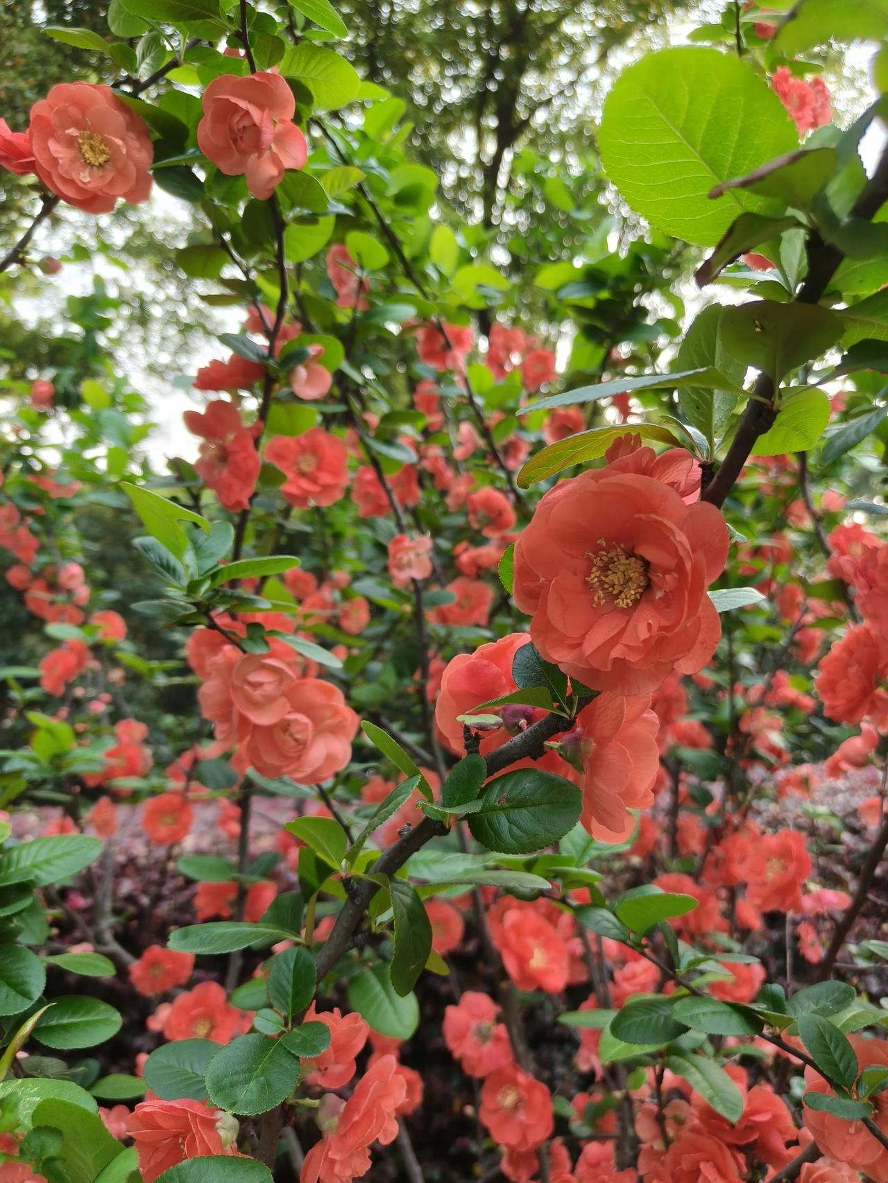 黄兴公园大修，好多地方都🚧🚧🚧🚧围起来了！
不过不影响赏花拍花🌸
只是