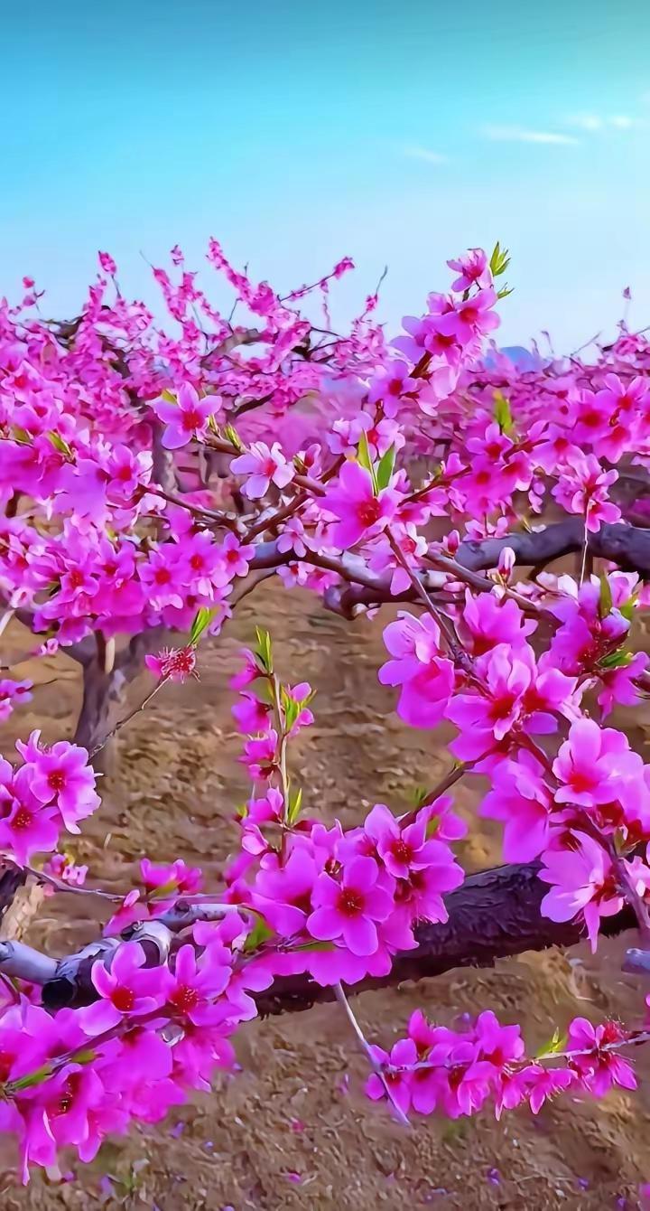 爱上阅读。相约春天 我把心事，藏进解冻的风里等一场花开，等一个归期冰雪退去，万物