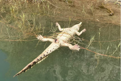 每天一条冷知识 澳大利亚经常出现鳄鱼摄食蔗蟾蜍而中毒死亡的事件。为什么有毒还要吃