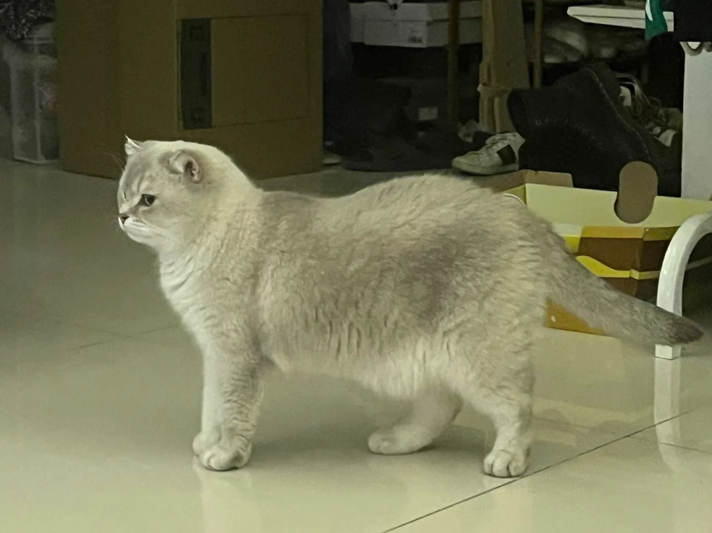 超标准的一张侧面小猫