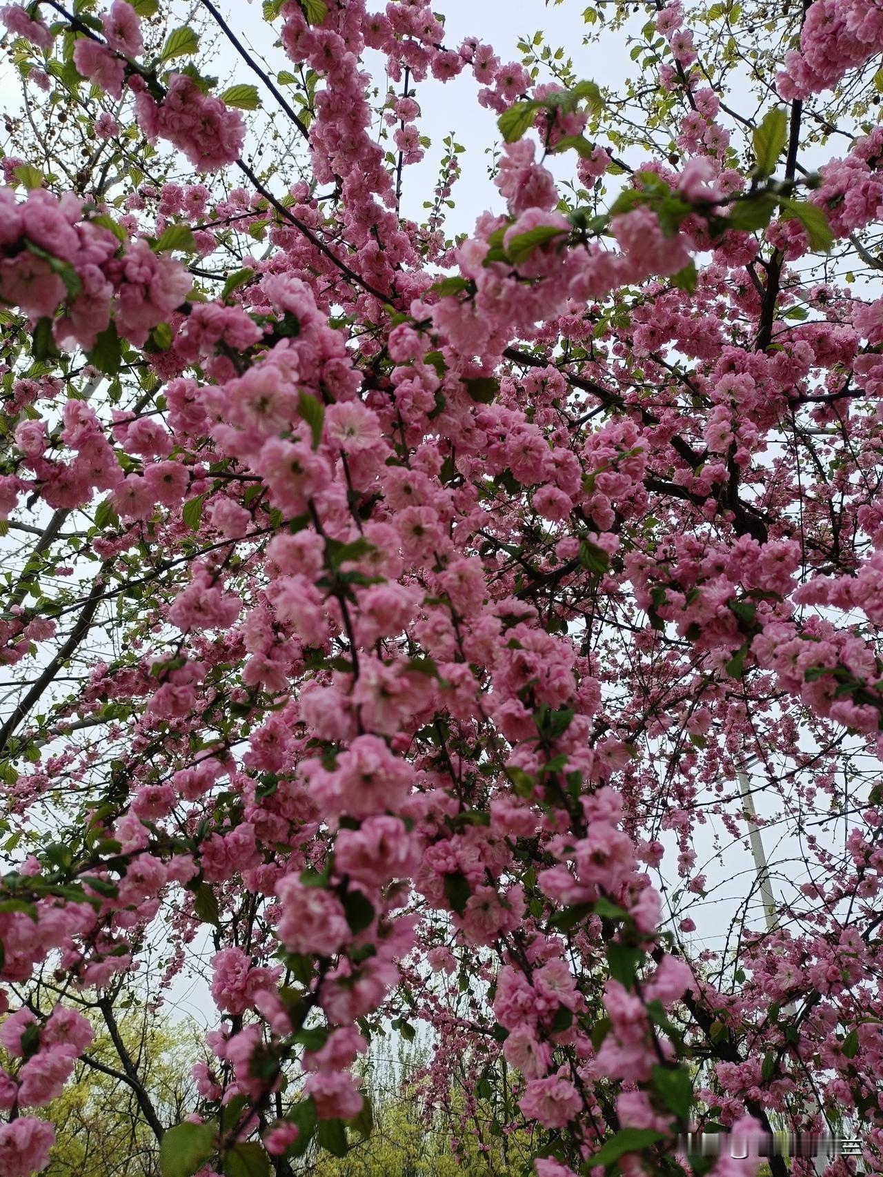 今天出去买药，半路上看到公园里的花开了，花就在路边，满树的花真是漂亮，我忍不住停