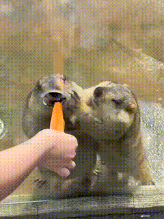 两个土拨鼠为了争一根胡萝卜，打的不可开交，太有意思了
[小鼓掌][小鼓掌][小鼓