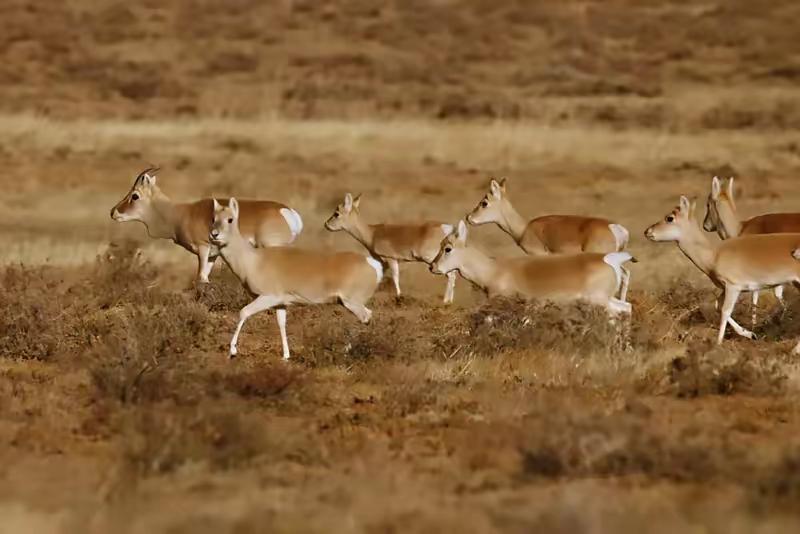 为何蒙古国黄羊要冒险入境中国

几万只黄羊拼了命往中国跑，说白了就是为了活命。在
