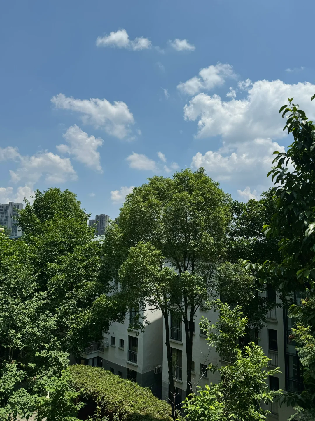 我的窗外藏着一整个盛夏