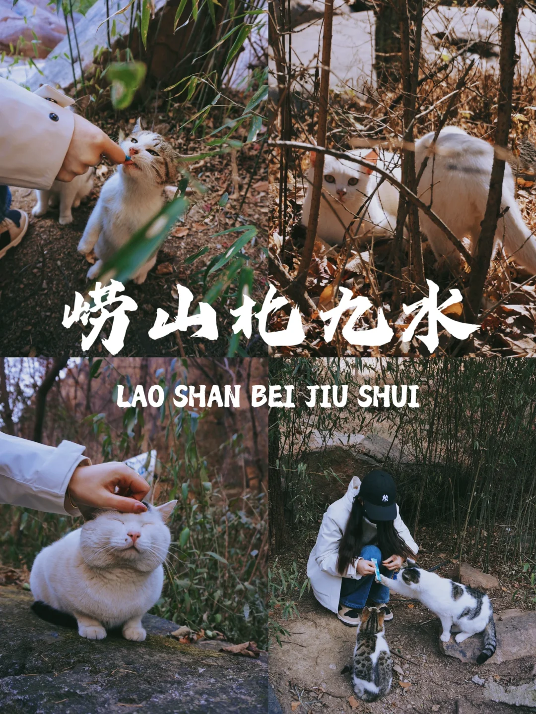 在青岛！有一座现实版猫猫山！地铁可直达！