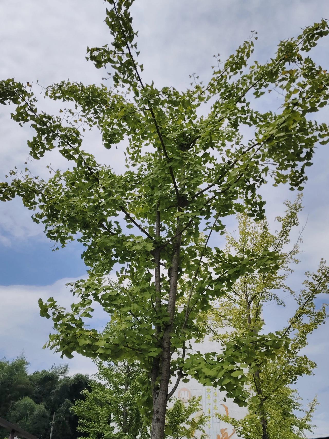 天空很蓝，树影摇曳，这是秋分时节的银杏树，黄绿错综，还没有完全变成黄蝴蝶，银杏果