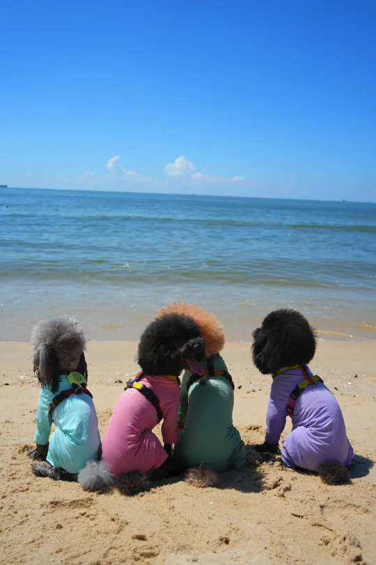 小狗旅行｜汕尾金町湾