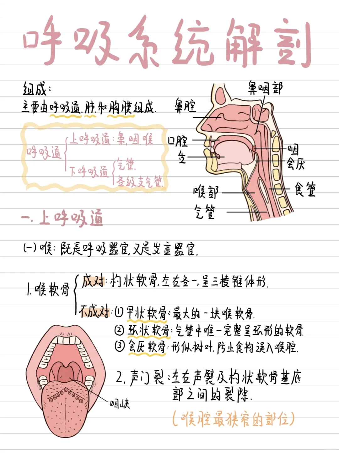 医学生手写干货-呼吸系统笔记（一）