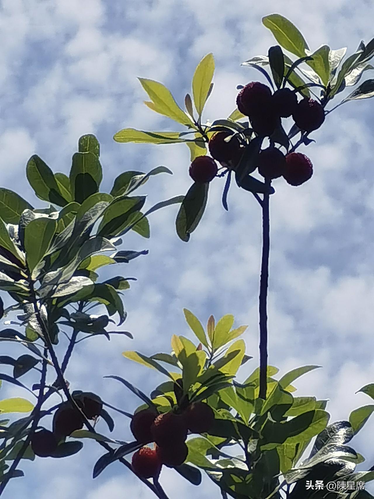 一张图证明夏天来了自然成熟的杨梅，颜色是漂亮的红色，果肉软糯还泛着光泽，自带山林