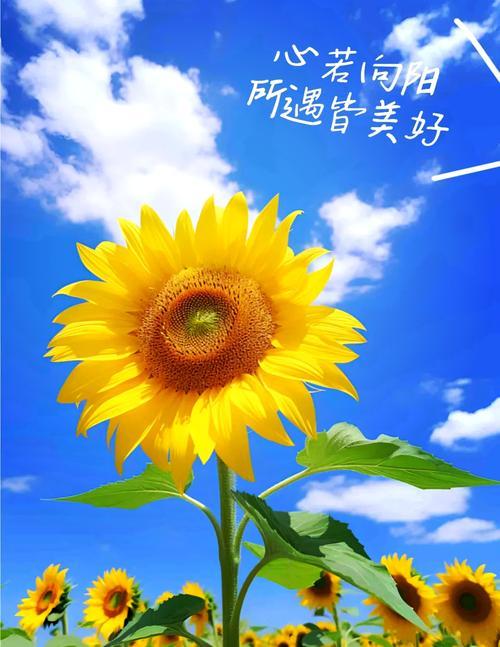 心若自向阳
半满亦欢欣
 
幸福不是他人的馈赠
生活的选择权
握在自己的掌心
万