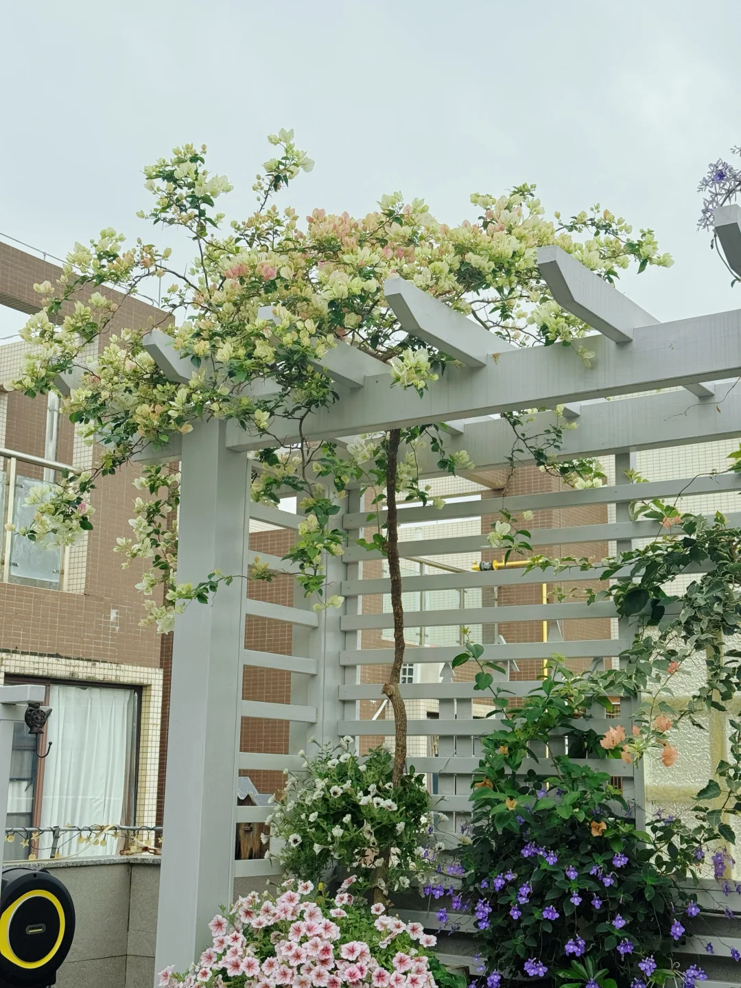 三角梅红樱｜仙气焊在身上的开花机器