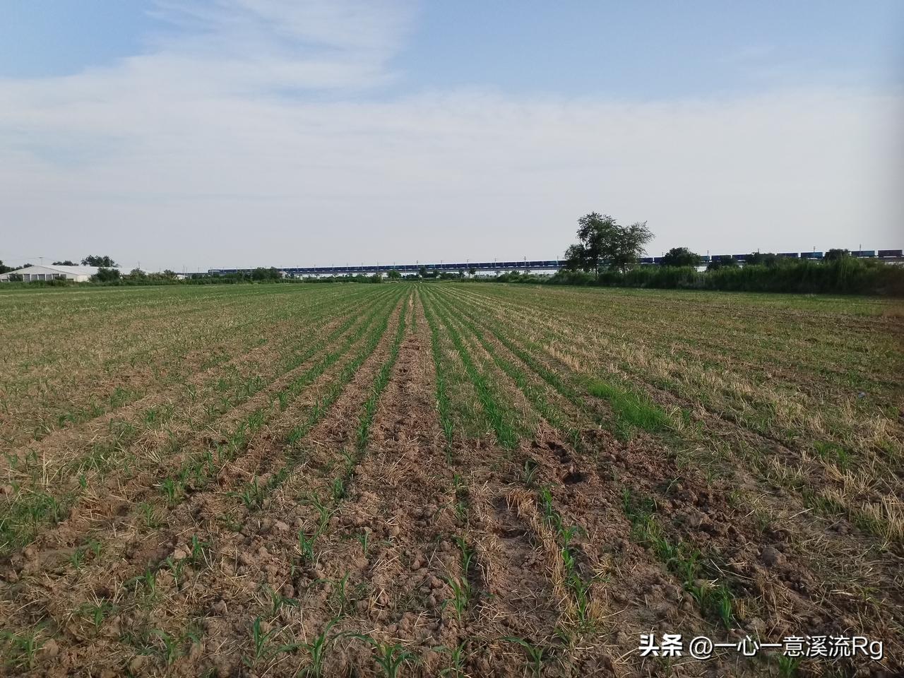 众友友晚上好！
今天下午又到二亩多夏玉米地里看了一下，前天下午和昨天下午，把南地