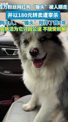 心痛！百万粉边牧“锄头”被180元卖掉宰杀，主人：绝不和解
百万粉丝网红边牧“锄