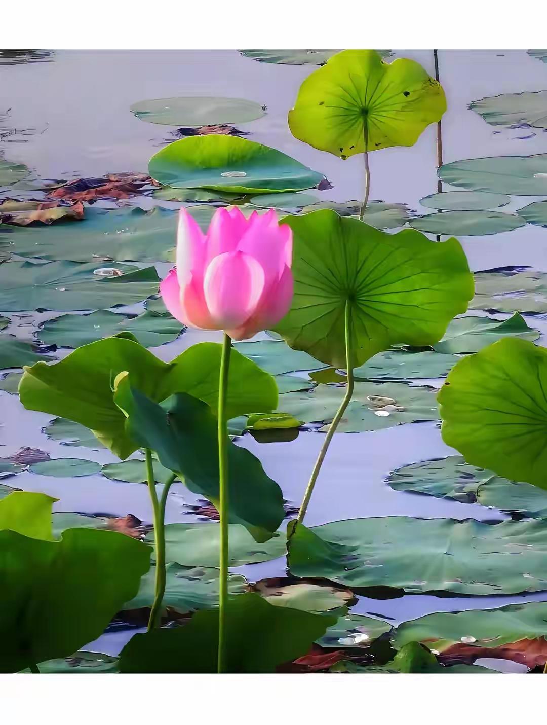 周三上午，沪指持续反弹，AI应用端渐入佳境。
周三上午，三大指数走势分化。截至发