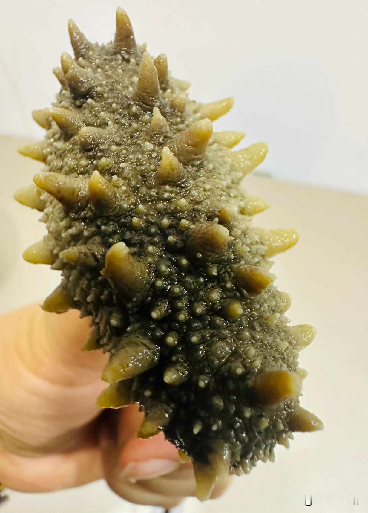 你吃的海参真的是原生态海参吗? 有几个能吃到原生态海参的？
你去市场也好，去卖海