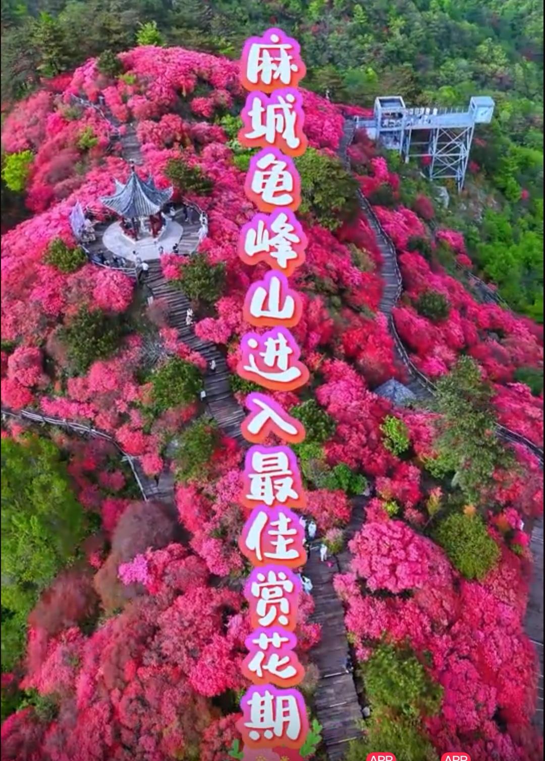这个五一假期，我计划着一家人到湖北麻城龟峰山赏杜鹃花。现在正好是杜鹃花盛开的旺季