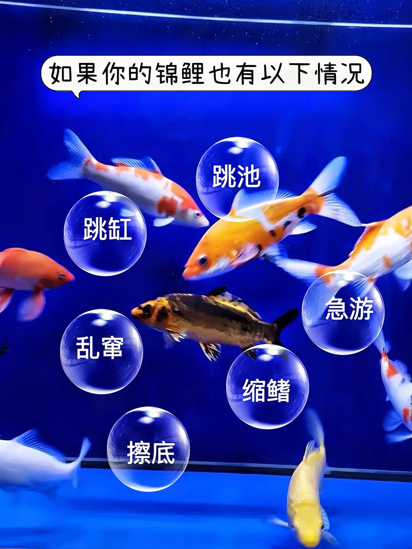 换季时节，寄生虫疯狂滋生，锦鲤频频蹭缸、拒食、体表溃烂？别慌！阿维菌素...