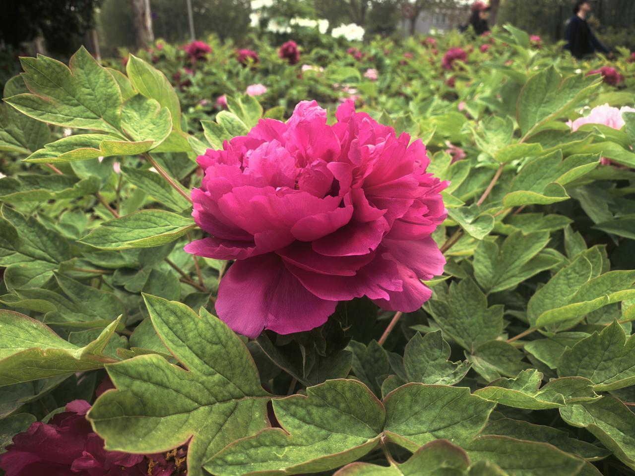 农村新现象之大食堂
最近，抖音上有很多农村党支部书记发抖音推广自己家乡的农特产品