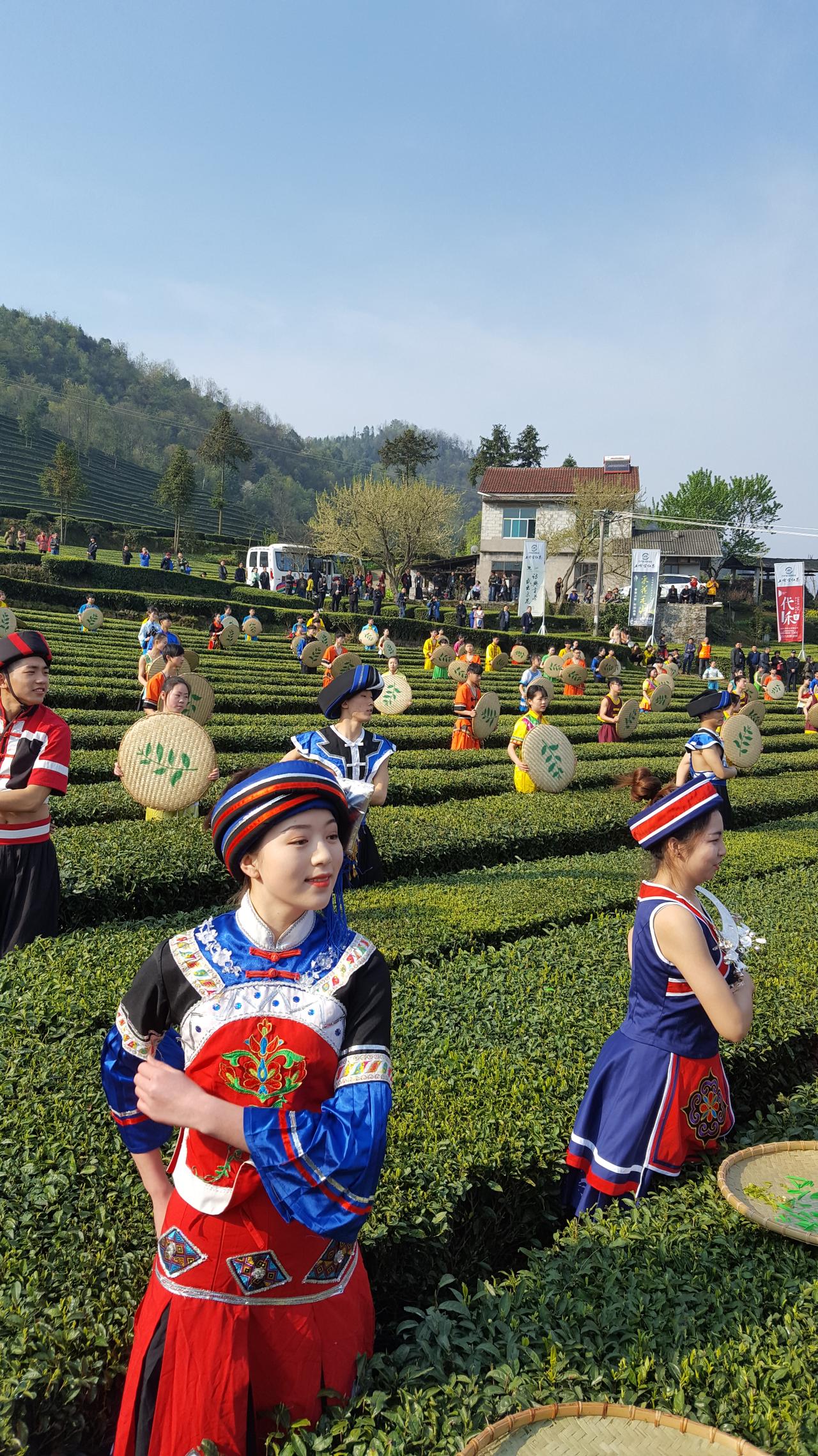 五峰青岗岭茶园最美的时候你还没说，看图就知道这副田园诗画有多美！
我们曾把它评为