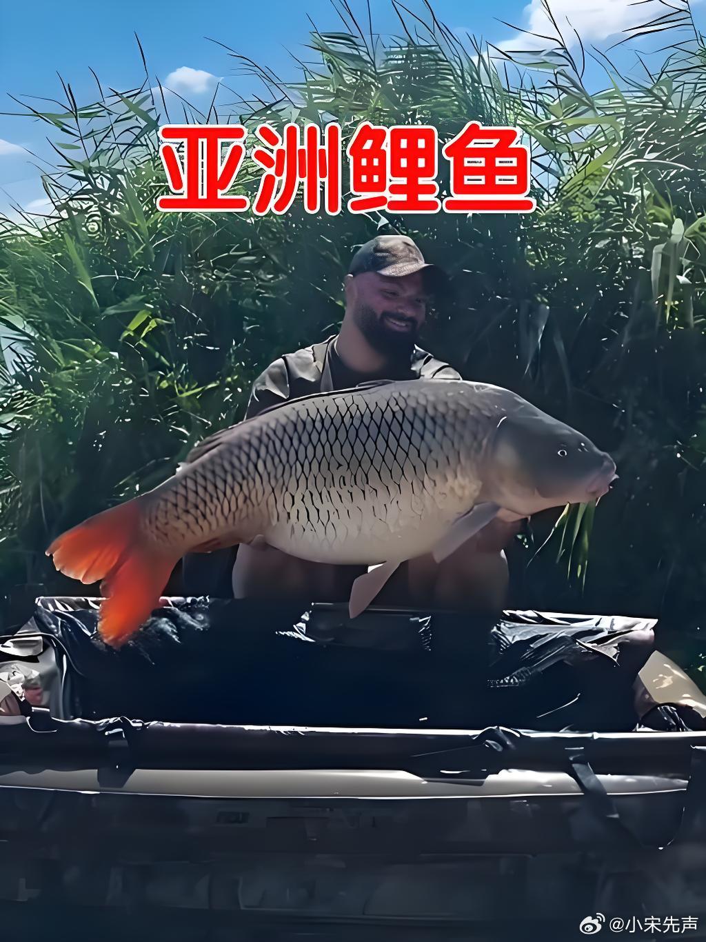 特朗普对入侵物种亚洲鲤鱼宣战不知道他们会用什么武器，航母不太现实，毕竟是内陆湖。