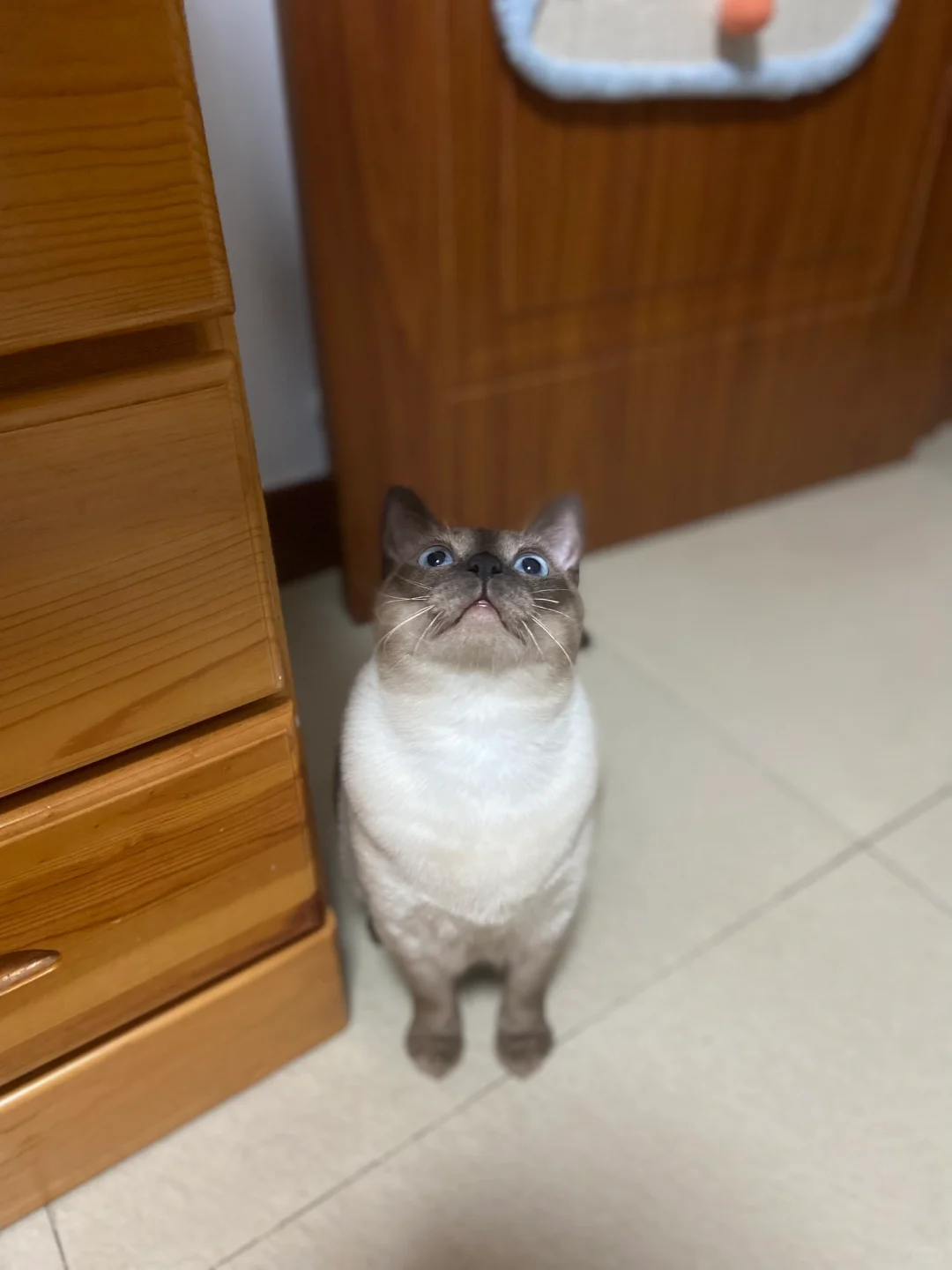 宝宝，你像个矮脚猫
