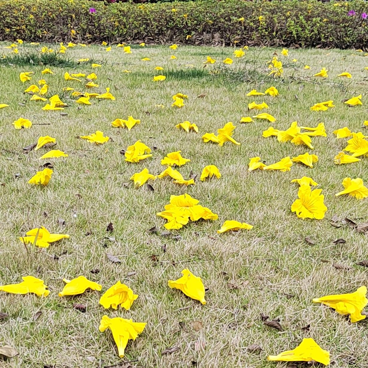 很多拼命奔跑的人，往往来不及停下来享受生活。可人生啊，只要曾经璀璨过，又何必太过