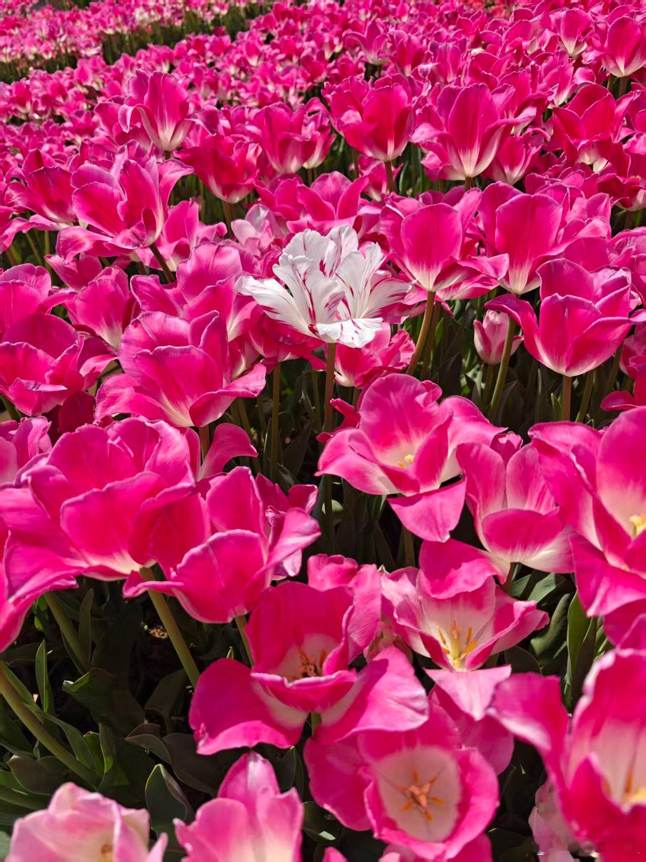 微博年度待改编ip评选pick你心中的改编潜力王 草色会唤起你童稚的活泼一连几个